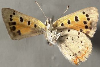 Media type: image;   Entomology 15956 Aspect: habitus ventral view